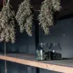 Cannabis buds hanging in a drying room with glass jars on shelves during the post-harvest curing process.