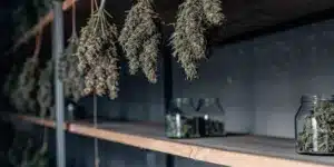 Cannabis buds hanging in a drying room with glass jars on shelves during the post-harvest curing process.