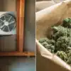 Cannabis Drying Room Ventilation System