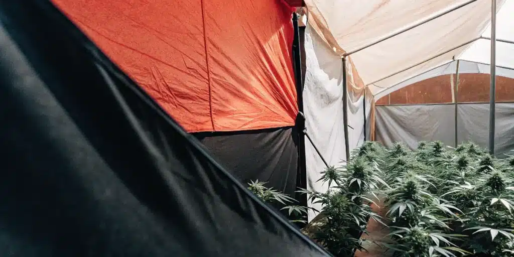 Cannabis Greenhouse with Blackout Light Deprivation System