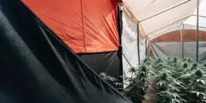 Cannabis Greenhouse with Blackout Light Deprivation System