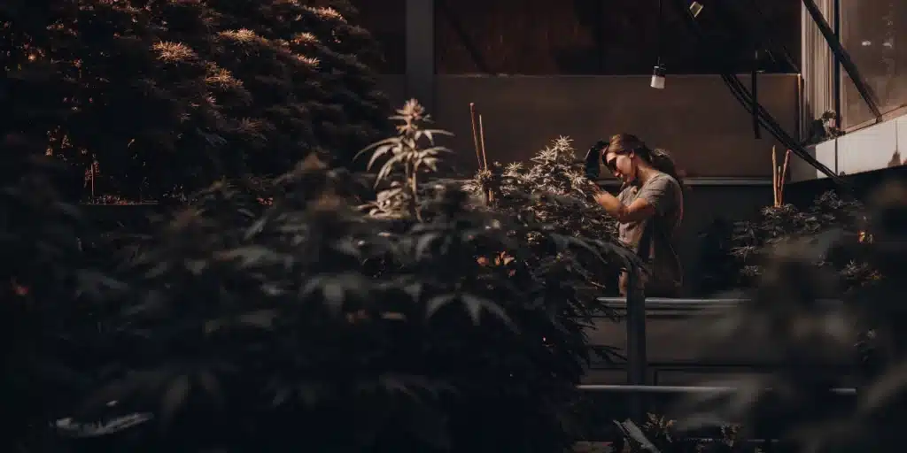 Cannabis Grower Inspecting Flowering Plants