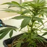 Lollipopping Cannabis Plant During Early Flowering