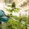 Grower performing the lollipopping pruning technique on a flowering cannabis plant with pruning shears.