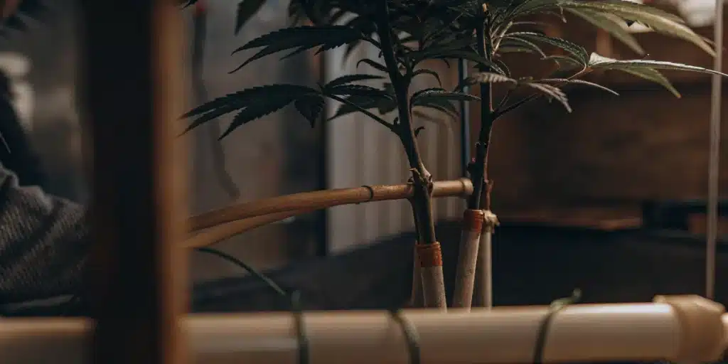 Cannabis Low Stress Training Technique