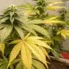 Cannabis Plant Showing Nitrogen Deficiency Symptoms