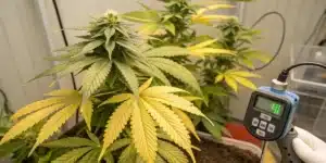 Cannabis Plant Showing Nitrogen Deficiency Symptoms