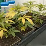 Cannabis plants with yellowing leaves showing signs of nitrogen deficiency indoors.
