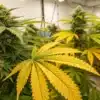 Cannabis plant displaying yellow fan leaves and nitrogen deficiency symptoms during the flowering stage indoors.