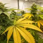 Cannabis plant displaying yellow fan leaves and nitrogen deficiency symptoms during the flowering stage indoors.
