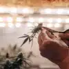 Grower pruning a cannabis flower with trimming scissors during the flowering stage.