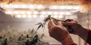 Grower pruning a cannabis flower with trimming scissors during the flowering stage.