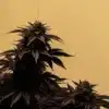 Cannabis Plants Growing Under HPS Lighting