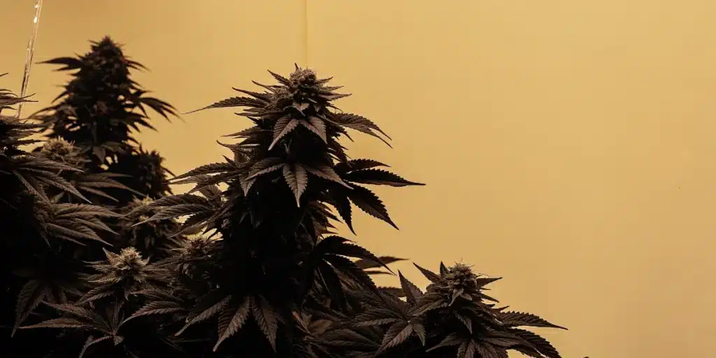 Cannabis Plants Growing Under HPS Lighting