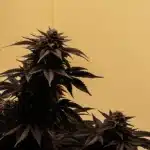 Cannabis Plants Growing Under HPS Lighting
