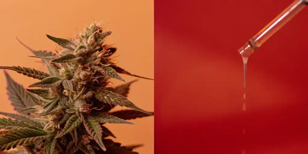 Cannabis Resin Extraction with Dropper