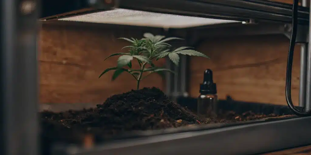 Indoor Cannabis Seedling Growing Setup