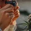 Checking Cannabis Trichomes with Jeweler's Loupe