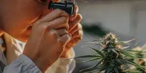 Checking Cannabis Trichomes with Jeweler's Loupe