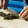 Chopping Cannabis Buds for Processing