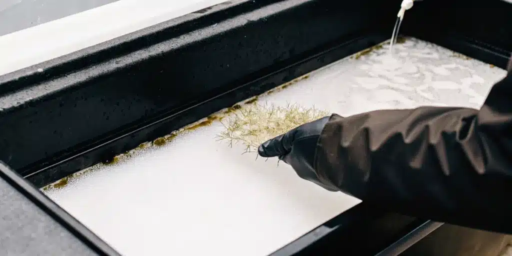 Cleaning a Hydroponic Grow Tray