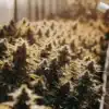 Commercial Cannabis Flowering Greenhouse
