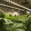 Commercial Cannabis Flowering Room Under LED Lights