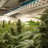 Commercial indoor cannabis grow room with mature flowering plants cultivated under LED grow lights.