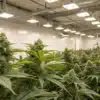 Commercial Indoor Cannabis Grow Facility