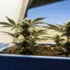 Compact cannabis plants flowering in blue containers inside an indoor cultivation facility.