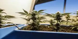 Compact cannabis plants flowering in blue containers inside an indoor cultivation facility.