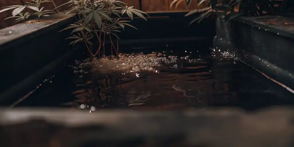 Deep Water Culture Hydroponic Cannabis System