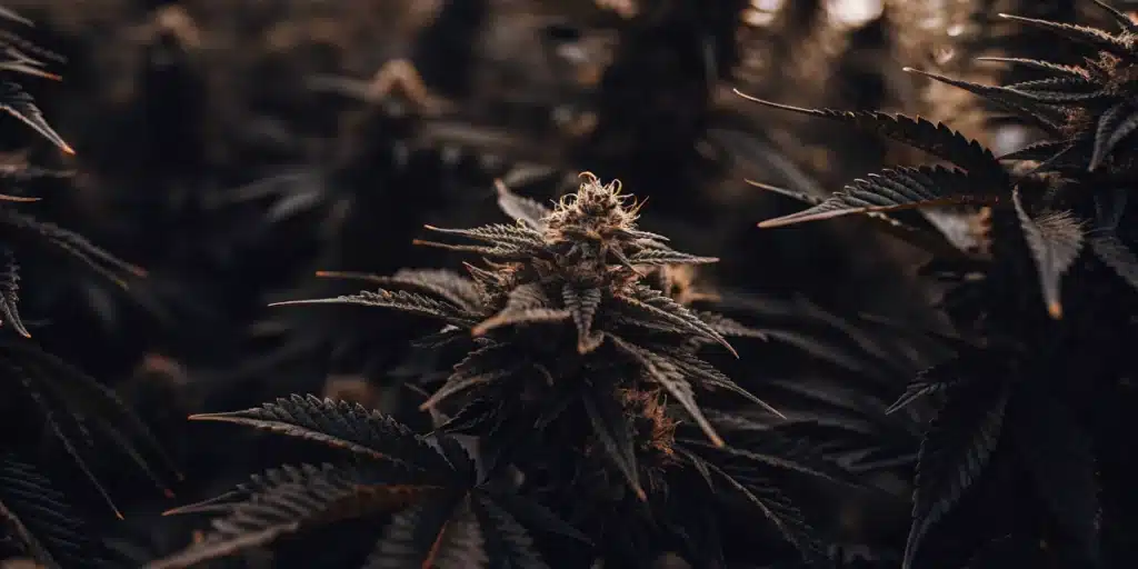 Dense Cannabis Canopy in Late Flowering Stage