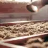 Drying Cannabis Buds on Harvest Trays