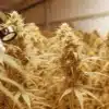 Examining Ripe Cannabis Buds with Handheld Magnifier