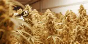 Examining Ripe Cannabis Buds with Handheld Magnifier