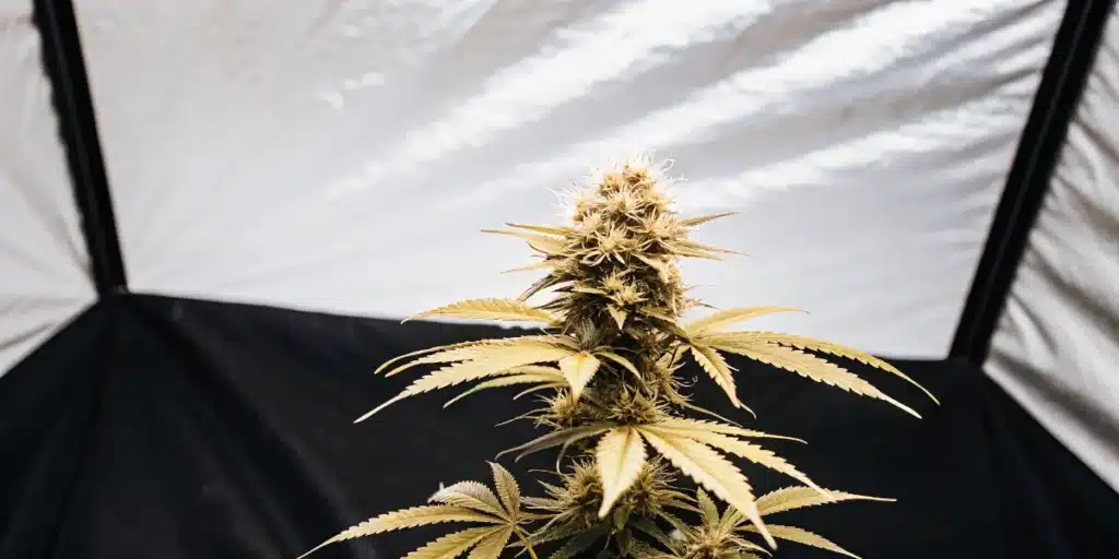 Indoor Cannabis Flowering Plant in Grow Tent