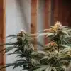 Flowering cannabis plants growing indoors under controlled environmental conditions.