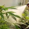 Applying Foliar Spray to Indoor Cannabis Plants