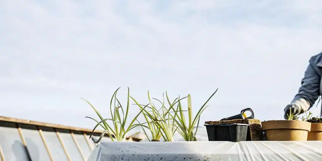 Greenhouse Seedling Propagation Setup