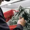 Hand Pollinating a Cannabis Plant