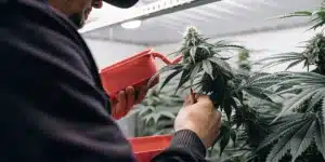 Hand Pollinating a Cannabis Plant