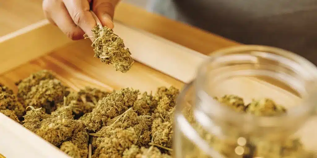Hand Sorting Cannabis Buds for Storage