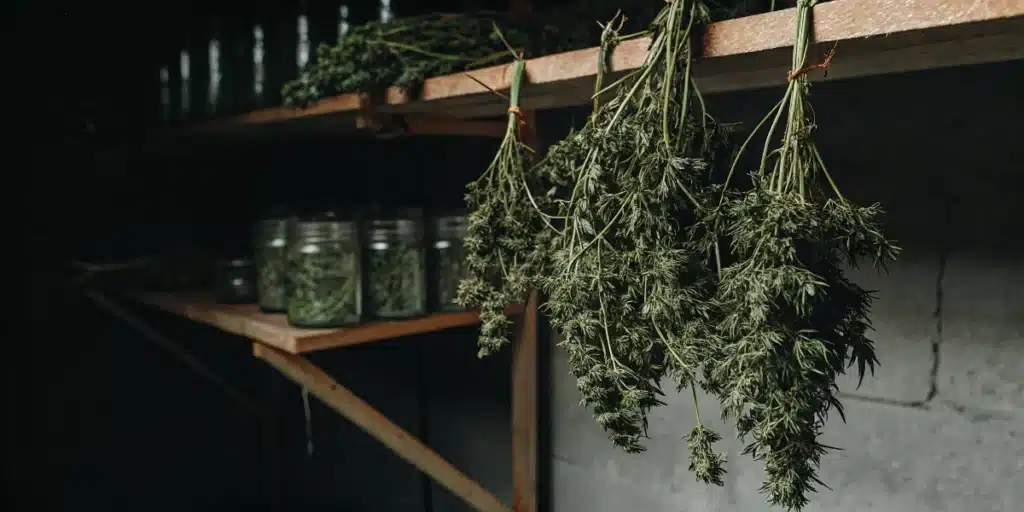 Cannabis branches drying upside down on wooden shelves with curing jars in the background.