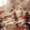 Healthy autoflower cannabis plants producing dense buds during the flowering stage.