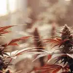 Healthy autoflower cannabis plants producing dense buds during the flowering stage.