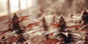 Healthy autoflower cannabis plants producing dense buds during the flowering stage.