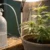 Homemade CO₂ Generator for Indoor Cannabis Grow