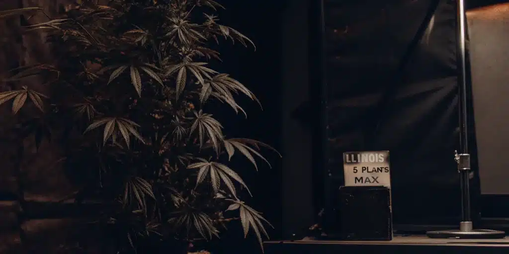 Illinois Home Cannabis Cultivation Rules