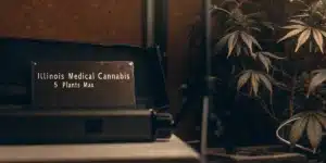 Illinois Medical Cannabis Home Grow Plant Limit